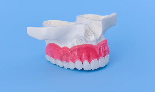 具有牙齿和口香糖解剖模型的上人下巴口服治疗牙科技术诊所假牙微笑口腔科美白牙医图片