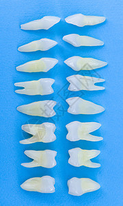 蓝色背景白牙的顶部视图保健衰变鞑靼空腔牙医解剖学牙疼假肢宏观搪瓷图片