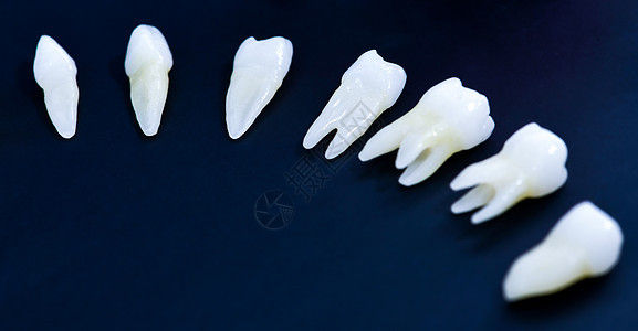 蓝色背景的白牙解剖学牙疼牙科空腔假肢口腔科搪瓷卫生凹痕保健图片
