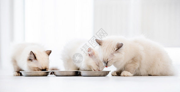 灯光室的拉格多猫宠物食物动物工作室猫咪白色哺乳动物眼睛蓝色毛皮图片