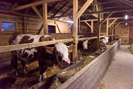 奶牛农场的奶牛棚中吃干草的牛群农民谷仓牧场哺乳动物农村国家牛肉动物家畜食物图片