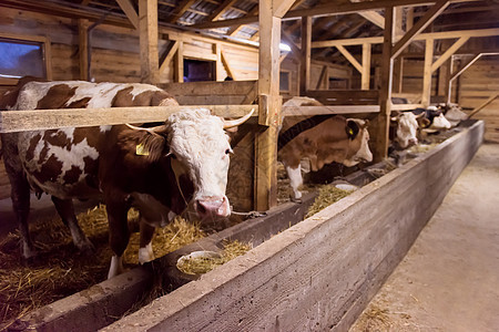 奶牛农场的奶牛棚中吃干草的牛群牛奶奶制品家畜农业食物农民牛肉国家配种牧场图片