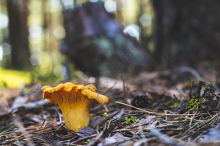 在森林中生长的香草蘑菇图片