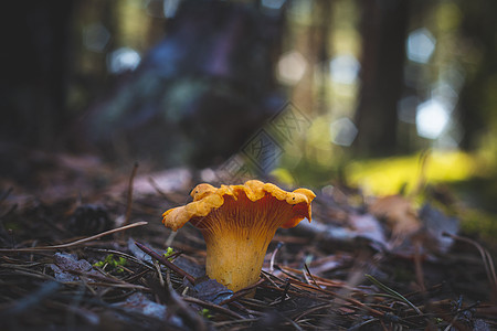 树木中生长的香草蘑菇图片