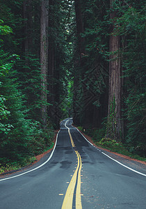 著名的加州红木公路图片
