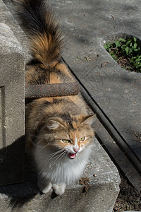 街上的小猫在街上宠物食物划痕白色眼睛图片
