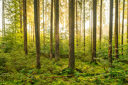 森林中的阳光 休闲林中的绿色和黄色图片