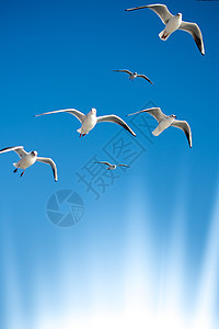 海鸥在天空中飞翔动物群伙伴翅膀照片羽毛朋友们家禽钓鱼鸟类蓝色图片