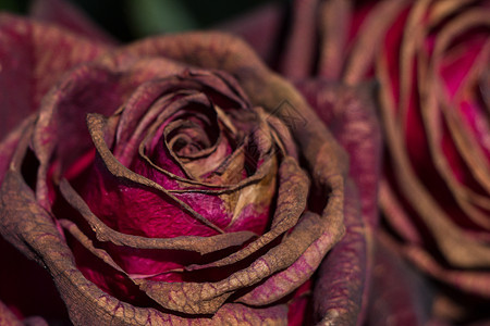 手捧着春天花园里的玫瑰季节园艺公园魔法叶子礼物花瓣花朵艺术植物群图片
