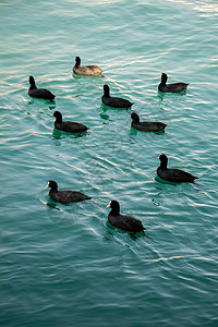 有水背景的鸟儿在水中被锁住生活鸟类野生动物飞行移民鸽子运动点燃自由编队图片