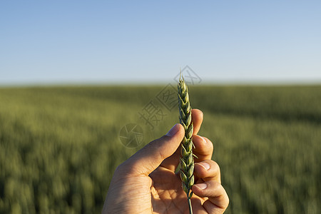 农夫在农田里拿着绿色的麦穗 未成熟的谷物 农业 有机食品的概念 小麦发芽生长在土壤中 紧靠发芽的小麦太阳农民燕麦国家季节收成食物图片