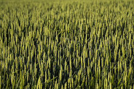 农夫在农田里拿着绿色的麦穗 未成熟的谷物 农业 有机食品的概念 小麦发芽生长在土壤中 紧靠发芽的小麦男人粮食燕麦场地蓝色农场食物图片
