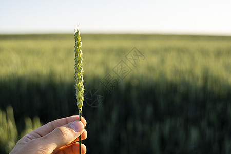 农夫在农田里拿着绿色的麦穗 未成熟的谷物 农业 有机食品的概念 小麦发芽生长在土壤中 紧靠发芽的小麦天空环境场景场地男人农场食物图片