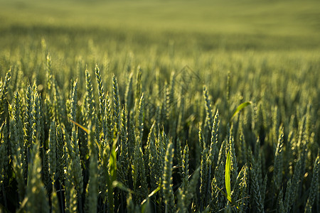 生长在农业领域的年轻绿色麦子 未成熟的谷物 农业 有机食品的概念 小麦发芽生长在土壤中 在日落时特写发芽的小麦收获草地季节种子玉图片