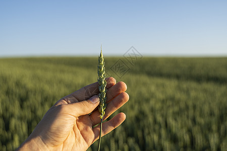 农夫在农田里拿着绿色的麦穗 未成熟的谷物 农业 有机食品的概念 小麦发芽生长在土壤中 紧靠发芽的小麦男人环境蓝色场景农村国家植物图片