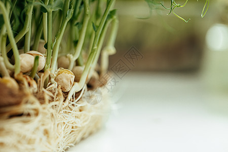 特写的微型绿色植物根青年青春草本植物食物农业饮食营养健康土壤生物图片