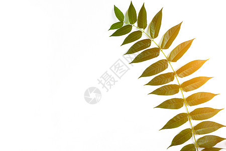 白背景的绿叶枝 平面 顶部风景 太阳火焰热带墙纸植物平铺艺术枝叶叶子作品风格装饰图片
