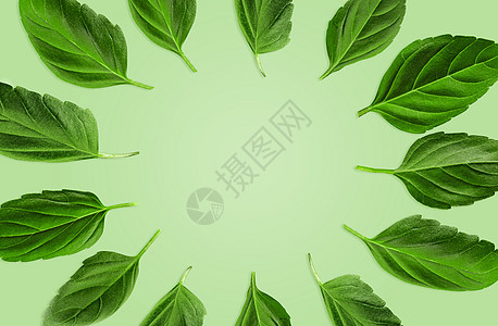 以薄荷背景为圆环 将绿色的树叶放在圆形中 植物图案 拼贴和拼贴 特写 复制空间 顶部视图图片