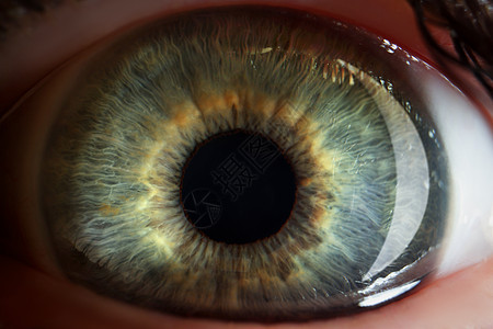 人的眼睛 女性或男性视力器官的极端宏观镜头 绿色眼睛颜色的阴影老化医生鸢尾花视网膜雀斑生物镜片生物学毛细血管配镜师图片