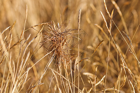 黑先锋草种籽 clump (异形锥体)图片