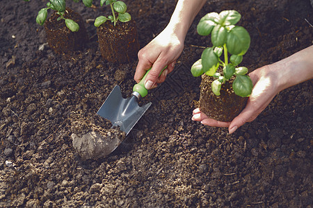 无法辨认的妇女的手正在使用小型花园铲子 在土壤中保留绿色贝塞尔芽或植物 准备种植 阳光 地面 特写发芽刀刃食物金属生活幼苗叶子女背景图片