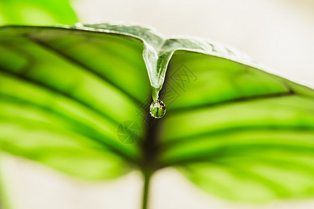 Alocasia叶端的水滴子边缘宏观龙鳞植物叶子树叶分泌焦点毛孔液体图片