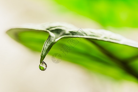 Alocasia叶端的水滴子分泌液体下雨龙鳞边缘叶子植物学焦点选择性宏观图片