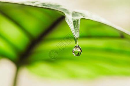 Alocasia叶端的水滴子海芋液体下雨边缘宏观植物学毛孔叶子植物选择性图片