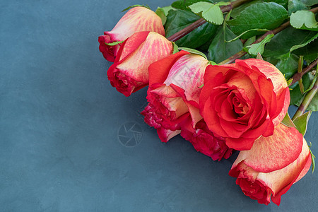 七朵美丽的黄红玫瑰 躺在深蓝色的底幕上礼物假期生长园艺周年生日纪念日宏观庆典玫瑰图片