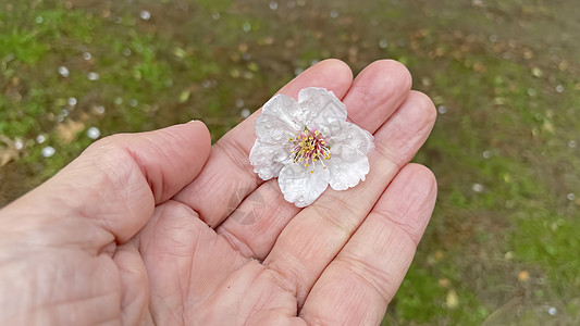 将泉花紧紧地放在手中园艺植物学叶子花束风格花瓣卡片紫色蓝色场地图片