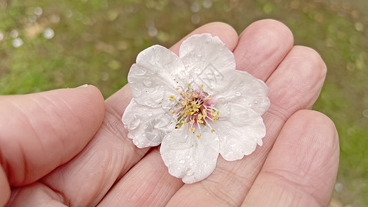 将泉花紧紧地放在手中横幅绘画季节场地紫色园艺植物花瓣植物群风格图片