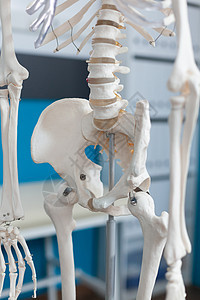 人体解剖骨质骨骼骨骼的切合图片