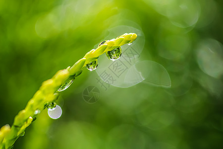 绿背景摘要摘要 在Juniper的一个枝子上特写一滴水 带光反射的Bokeh热带植物学植物群气候艺术叶子品牌宏观植被环境图片