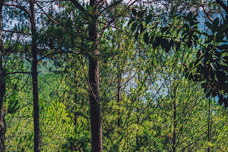 真实的自然生活方式背景 绿色黄色针叶松森林公园天空阳光透过树叶树冠树枝闪耀 清新的影子春夏平静的心情思绪更新 设计图片