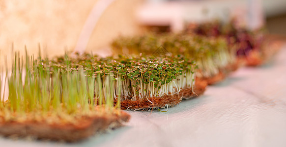 特写家用芥子酱 青菜和其他植物的微型绿叶烹饪盒子草本植物芳香厨房叶子生长灯营养沙拉发芽图片