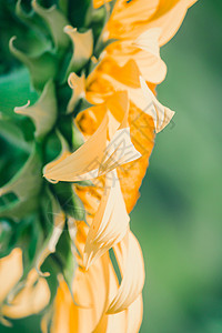 背景的向日葵 花瓣堆积在一层层喜悦晴天全景射线场地阳光叶子幸福蜜蜂摄影图片