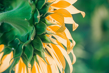 背景的向日葵 花瓣堆积在一层层叶子射线生长摄影全景太阳手指天堂场地幸福图片