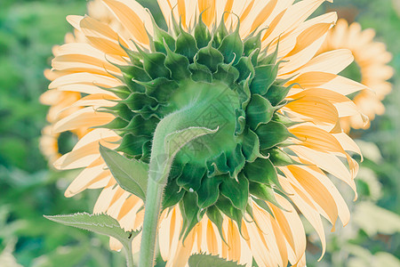 背景的向日葵 花瓣堆积在一层层场地太阳晴天蜜蜂喜悦阳光天堂叶子草地射线图片