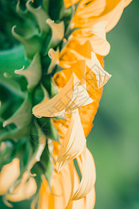 背景的向日葵 花瓣堆积在一层层射线喜悦手指太阳晴天生长全景雏菊场地阳光图片