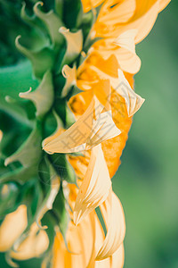 背景的向日葵 花瓣堆积在一层层叶子晴天阳光手指蜜蜂射线雏菊喜悦草地太阳图片