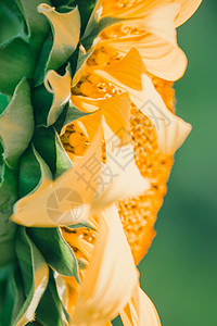 背景的向日葵 花瓣堆积在一层层雏菊金子蜜蜂场地草地叶子全景手指天堂射线图片