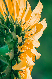 背景的向日葵 花瓣堆积在一层层阳光太阳场地全景幸福叶子晴天天堂草地生长图片