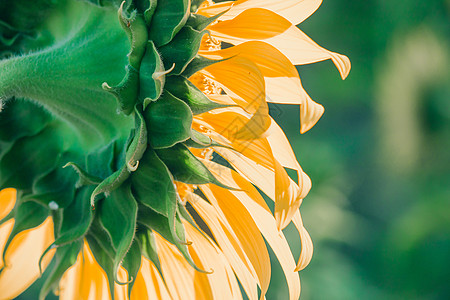 背景的向日葵 花瓣堆积在一层层阳光太阳全景幸福天堂手指生长晴天草地射线图片