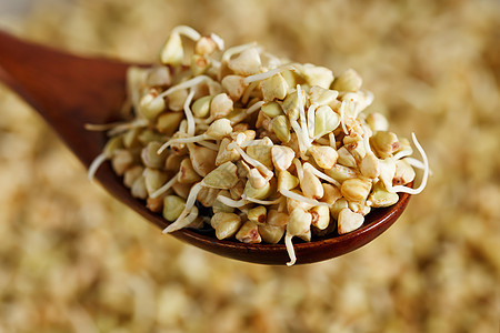 在一把木棕色匙子的绿色发芽的荞麦 生荞麦 荞麦芽对素食的有用食物核心农业谷物碎粒植物团体营养粮食文化种子图片