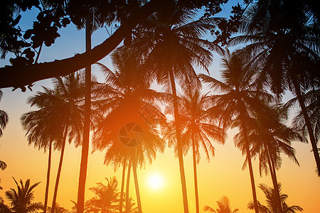 在热带日落期间 棕榈树的轮椅对准天空图片