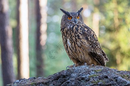 棕猫头鹰在森林的石头上摆姿势图片