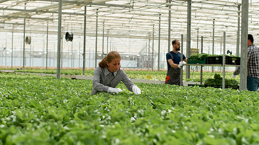 在水栽培温室工作的农艺商业女商务人士图片