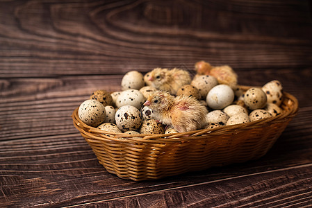 在木本底的稻子篮子里吃鸡和蛋图片