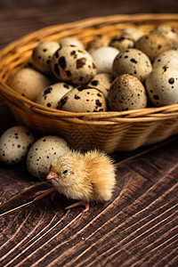 虾蛋上的鸡肉 生锈背景季节动物食物美食烹饪母鸡农场蛋壳生活篮子图片