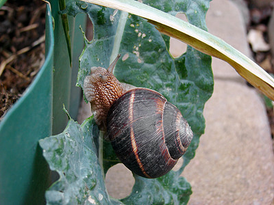 菜园和花园害虫     蜗牛吞食农作物的叶子图片